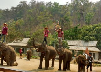 MAE TAENG ELEPHANT PARK 1