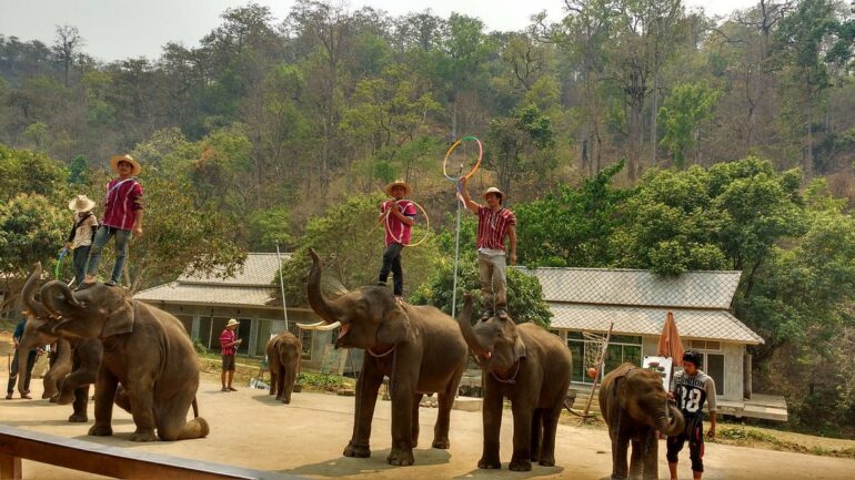 MAE TAENG ELEPHANT PARK 1