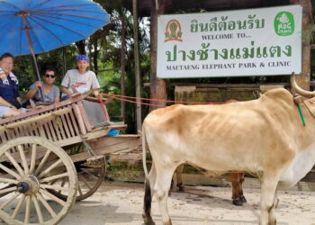 MAE TAENG ELEPHANT PARK 2