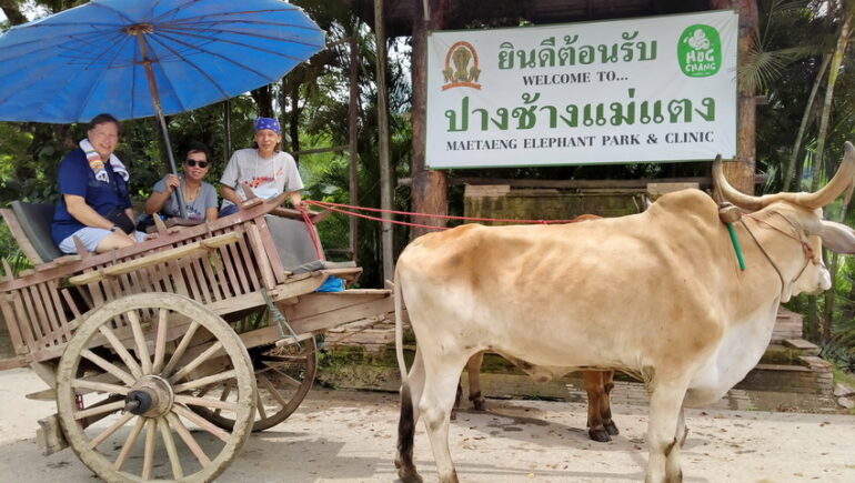 MAE TAENG ELEPHANT PARK 2