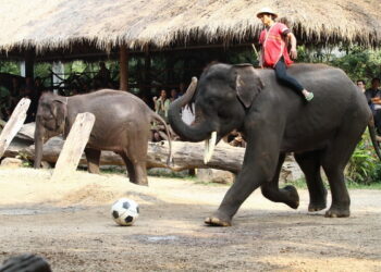 MAE TAENG ELEPHANT PARK 3