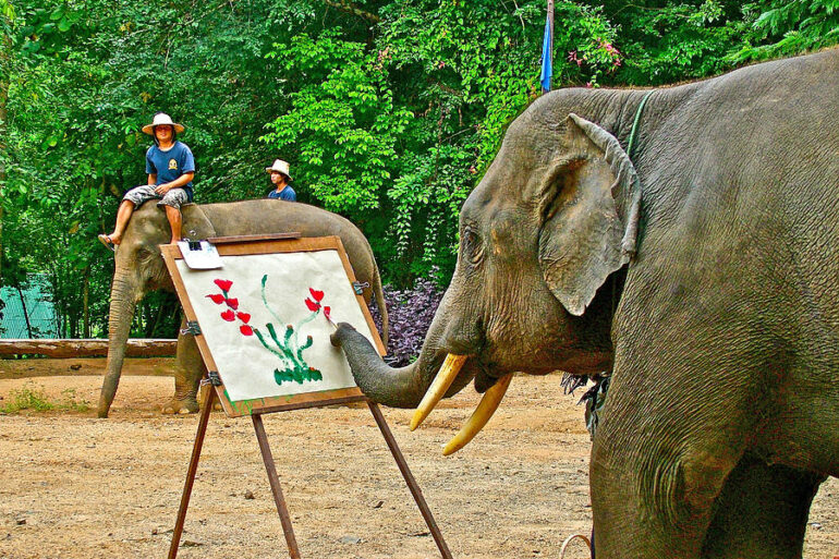 MAE TAENG ELEPHANT PARK 6