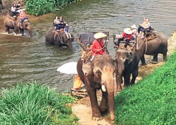 MAE TAENG ELEPHANT PARK 7