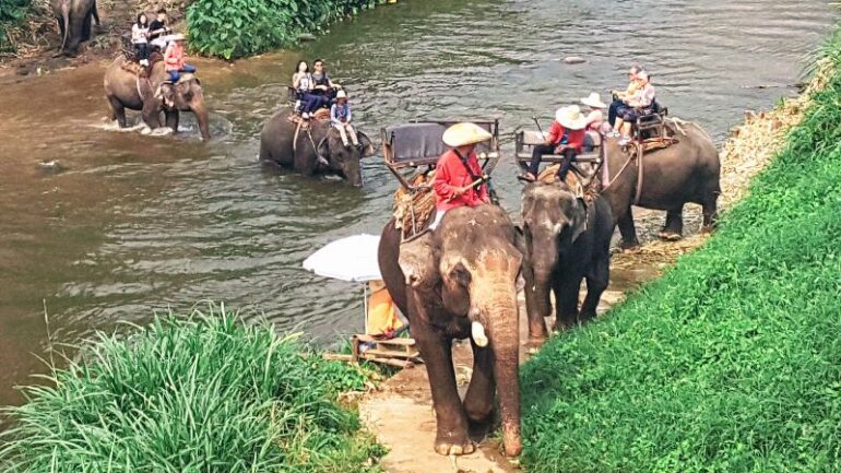 MAE TAENG ELEPHANT PARK 7