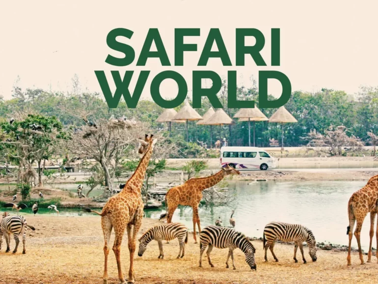 PTipw SAFARI 01 01